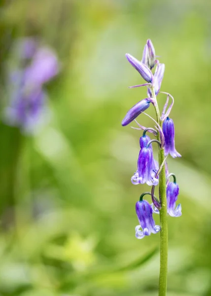 Yaygın Çan Çiçeklerinin Dikey Sığ Odak Görüntüsü Hyacinthoides Non Script — Stok fotoğraf