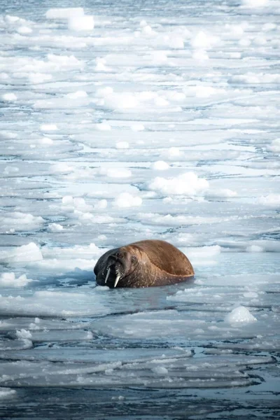 Een Reusachtige Walrus Liggend Een Bos Water — Stockfoto