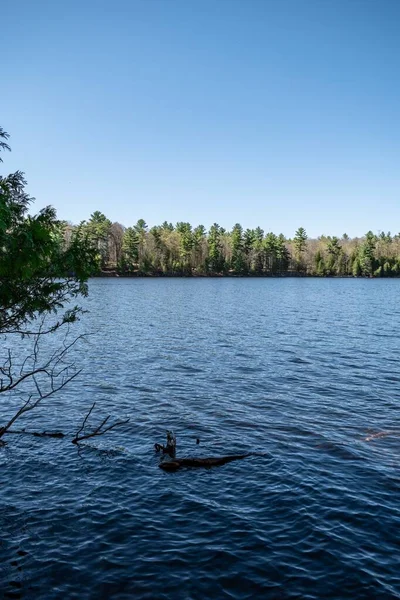 Eine Vertikale Aufnahme Eines Sees Wald Der Sommer Von Üppiger — Stockfoto