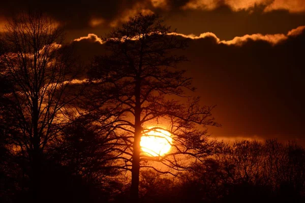 木立の上に沈むオレンジ色の太陽の鮮やかなシーン — ストック写真