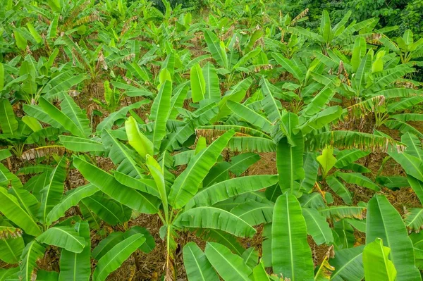 Поле Зеленых Растений Абака — стоковое фото