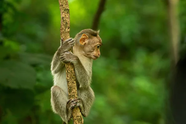 Μια Χαριτωμένη Μαϊμού Ένα Δέντρο — Φωτογραφία Αρχείου