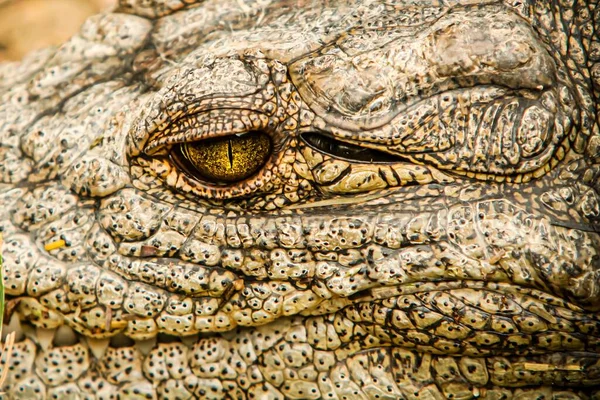 Zbliżenie Nilowego Krokodyla Crocodylus Niloticus Żółto Zielone Oko — Zdjęcie stockowe