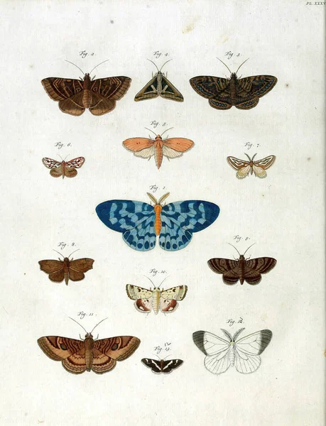 一个19世纪彩色蝴蝶的垂直古老图解 — 图库照片
