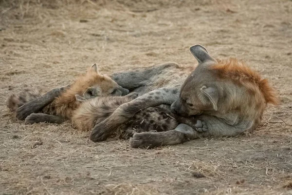 Gros Plan Une Hyène Tachetée Avec Des Petits Couchés Sur — Photo