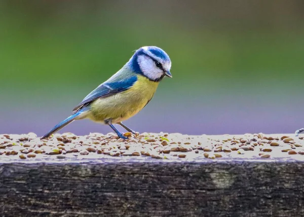 Small Cute Blue Tit Yellow Body Sitting Wooden Bench Park — Foto de Stock