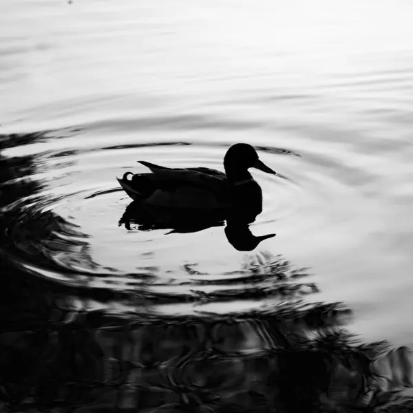 一只灰色的鹅在水里拍的照片 — 图库照片