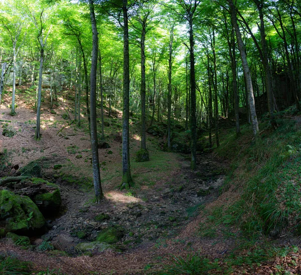 Callejón Árboles Bosque Luxemburgo — Foto de Stock
