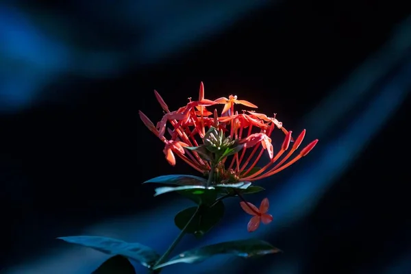 Nahaufnahme Einer Rosa Dschungel Geranie Einem Wald — Stockfoto