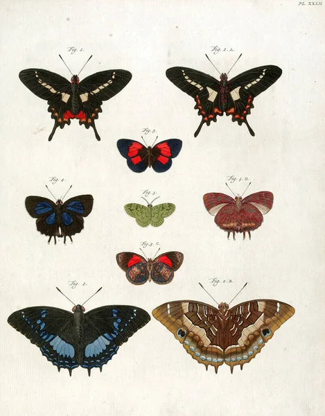 一个19世纪彩色蝴蝶的垂直古老图解 — 图库照片