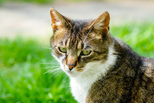 Egy Közeli Felvétel Egy Komoly Utcai Macskáról Homályos Háttérrel — Stock Fotó