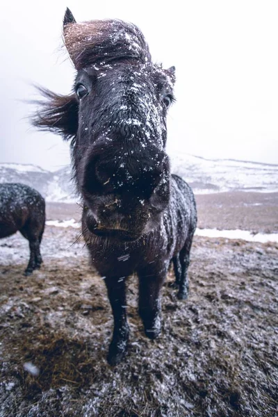 Крупный План Снега Исландской Лошади Белым Небом Фоне — стоковое фото