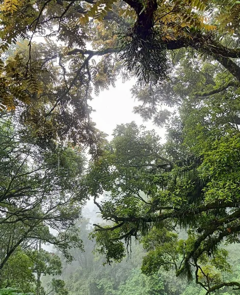 Sebuah Sudut Rendah Vertikal Ditembak Pohon Dengan Langit Cerah Latar — Stok Foto