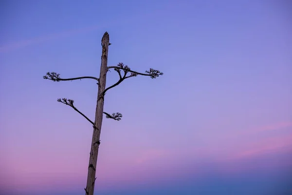Beautiful Shot Lonely Leafless Tree Sunset — Stock Photo, Image