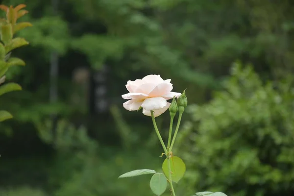 Eine Nahaufnahme Der Weißen Rose Auf Grünem Und Verschwommenem Hintergrund — Stockfoto