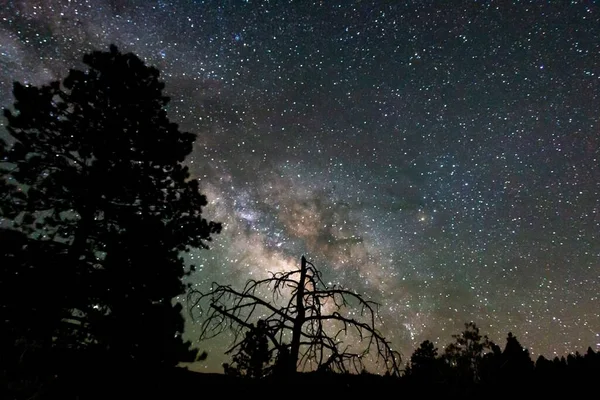 Beautiful Starry Night Sky Milky Way Tree Silhouettes — Stock Photo, Image