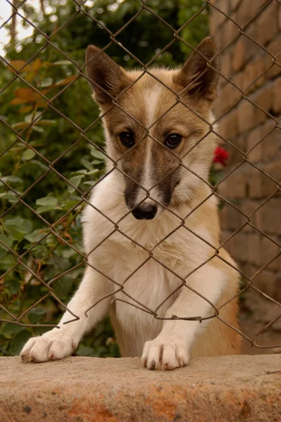 Függőleges Portré Egy Imádnivaló Kutyáról Akit Kerítés Mögül Fogtak — Stock Fotó