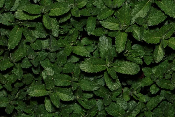 Closeup Dark Green Mint Plants — Stock Photo, Image