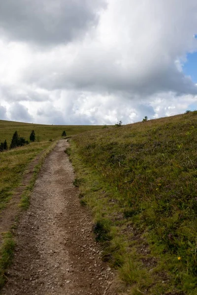 Tiro Vertical Caminho Estreito Entre Grama Uma Paisagem Verde Floresta — Fotografia de Stock