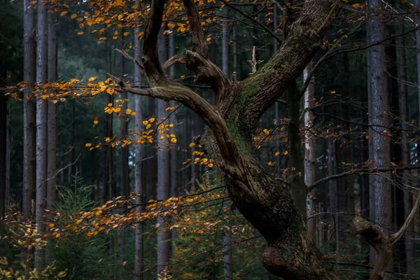 Naturskön Utsikt Över Ett Träd Med Gula Blad Mystisk Skog — Stockfoto