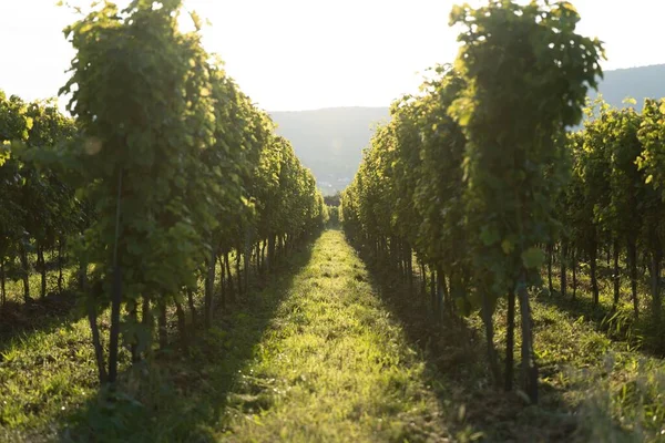 Camino Entre Exuberantes Hileras Viñedos Verdes Campo Bodega — Foto de Stock