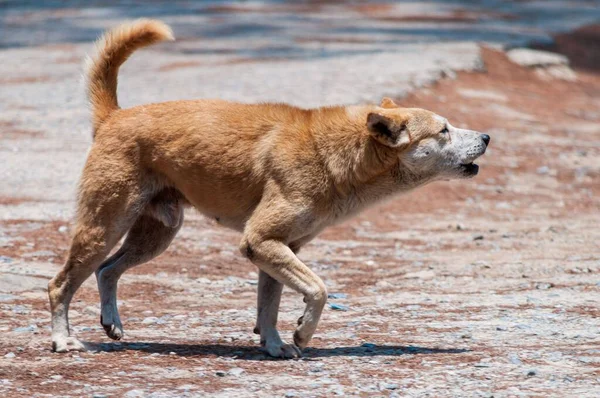 Lindo Cachorro Caminando Una Zona Rural Fondo Borroso —  Fotos de Stock