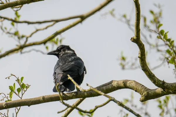 Svart Crow Gren Med Suddig Bakgrund — Stockfoto