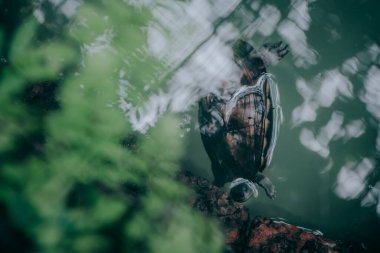 Bulanık arkaplanda bir gölet kaydıracının yakın plan çekimi.