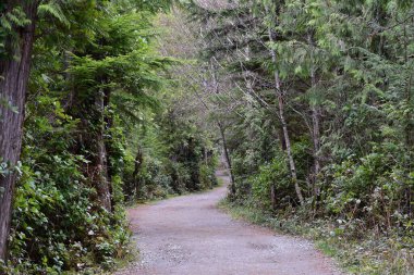 Tofino BC, Kanada 'da yeşil çam ağaçları ve çalılar arasında manzaralı bir yol.