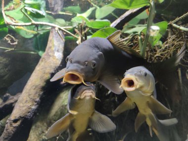 Cyprimus carpio carpio balığına yakın çekim.