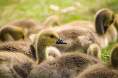 Toprağı gagalayan bebek kazların yakın çekimi.