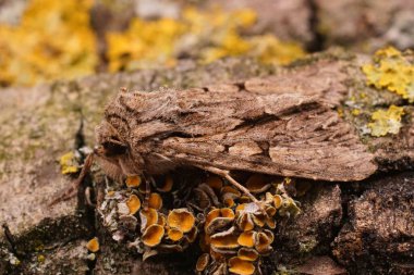 Koyu kemerli baykuş güvesi, Apamea monoglypha, tahtada oturuyor.