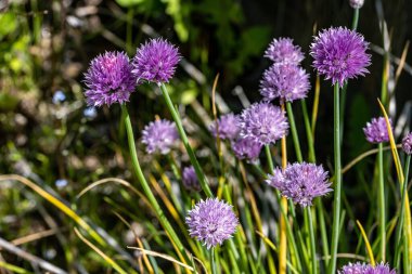 Echinops 'un mor çiçeklerine yakın çekim