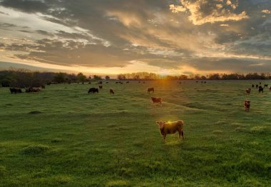 İnek tarlada kameraya bakarken güzel bir günbatımının arkasında duruyor..