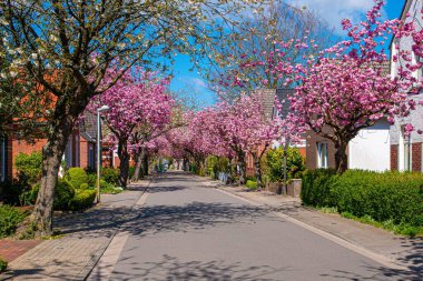 Baumstrasse, Norden, Almanya 'da bir sokak boyunca kiraz çiçeklerinin güzel manzarası