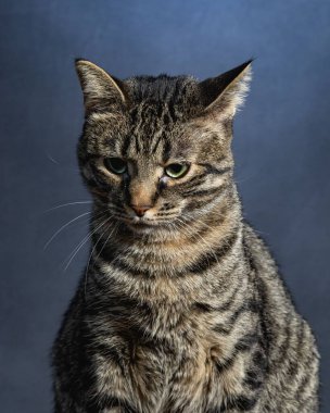 Meraklı Kedi Stüdyosu Hayvan Portresi