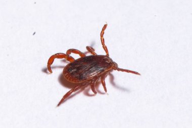 Tik, Ixodida, beyaz arka plan, yakın çekim fotoğraf, Avrupa 'da makrofotoğrafçılık