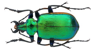 Güzel yer böcekleri koleksiyonunun makro fotoğrafı.