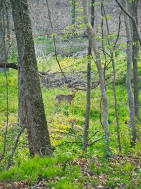 Olathe Kansas 'taki Ernie Miller Doğa Merkezi' nde bir geyik.