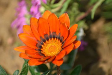 Bulanık bir arkaplanda yeşil yapraklarla büyüyen turuncu Gazania rijenleri.