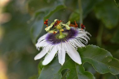 Tutku çiçeğine tünemiş böceklerin seçici odak noktası.