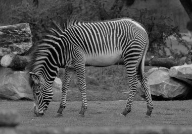 Hayvanat bahçesindeki bir zebranın gri tonlu görüntüsü.