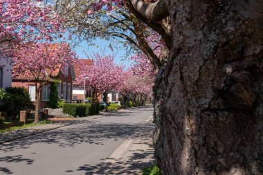 Baumstrasse, Norden, Almanya 'da bir sokak boyunca kiraz çiçeklerinin güzel manzarası