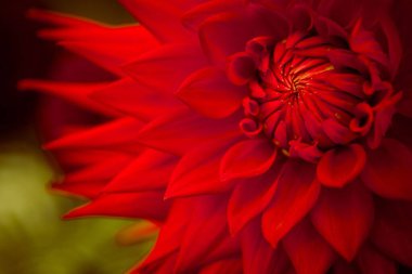 Bulanık arkaplanda kırmızı Dahlia çiçeğinin makro görüntüsü