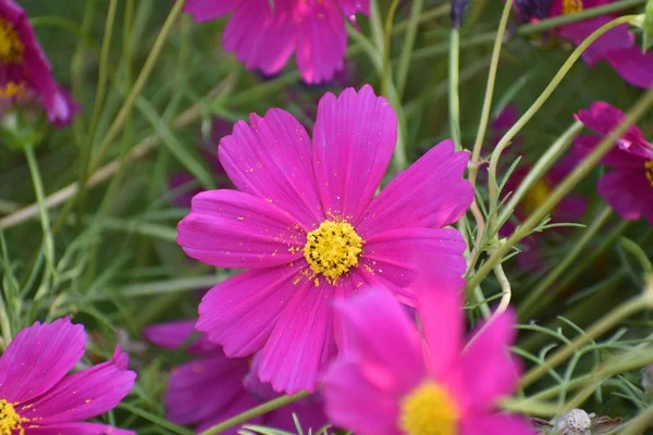 Zbliżenie Purpurowe Ogrodowe Cosmos Kwiaty Dorastające Zielonymi Liśćmi Rozmytym Tle — Zdjęcie stockowe