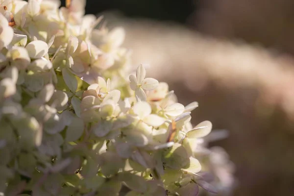 Nahaufnahme Weißer Und Rosa Blüten Einer Hortensienpflanze Der Sonne — Stockfoto