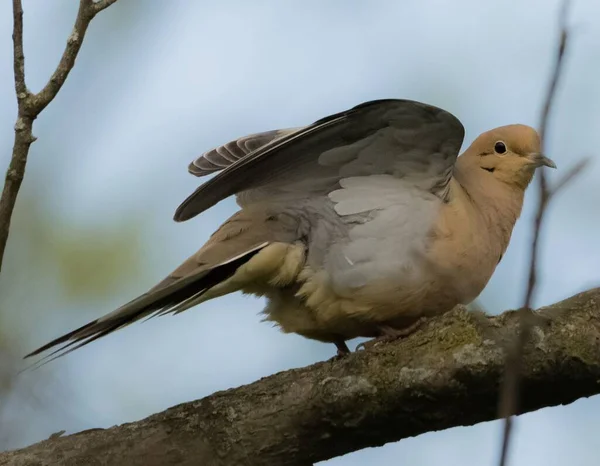 Detailní Záběr Hrdličky Sedící Větvi Stromu Rozmazaném Pozadí — Stock fotografie