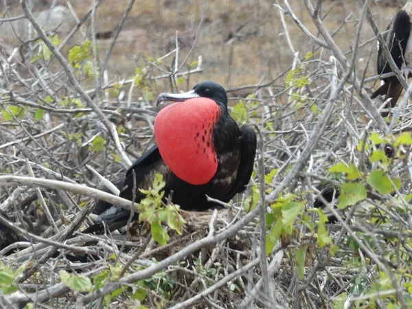 Adult Frigate Bird Iconic Inflated Red Chest North Seymour Island — Stock Photo, Image