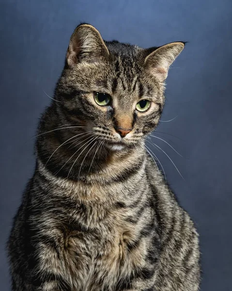 Nieuwsgierige Kat Studio Huisdier Portret — Stockfoto