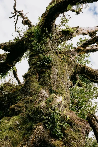 Ein Alter Bemooster Baumstamm Wald — Stockfoto